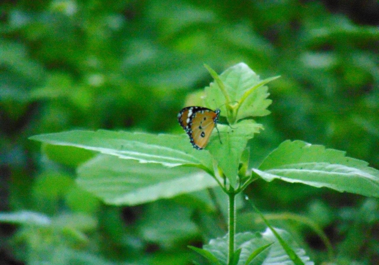 Kodigahawewa Forest Resort Tissamaharama Esterno foto