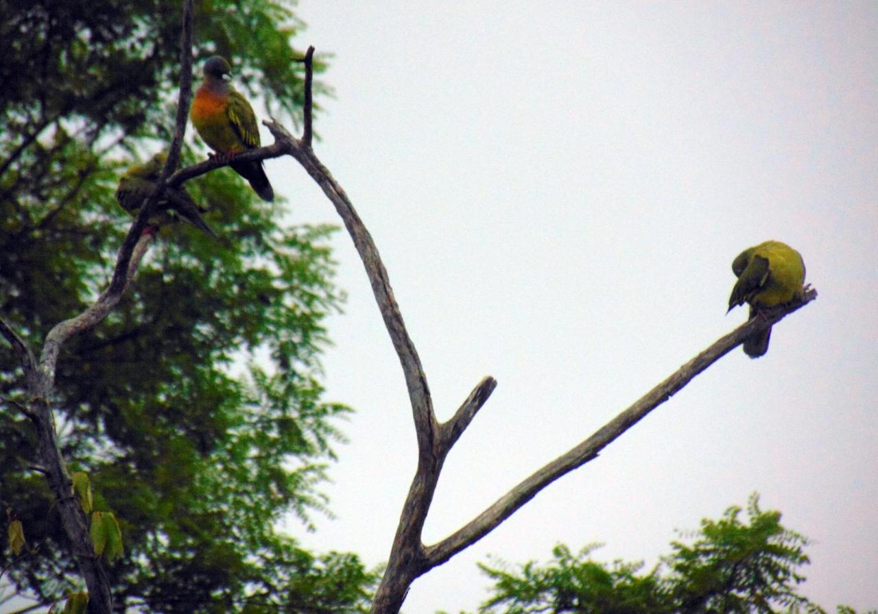 Kodigahawewa Forest Resort Tissamaharama Esterno foto