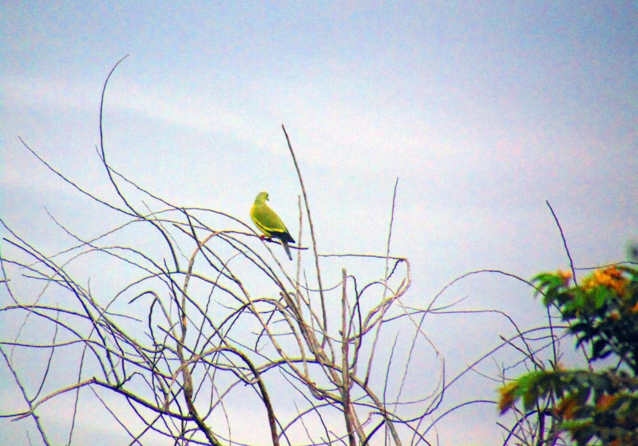 Kodigahawewa Forest Resort Tissamaharama Esterno foto