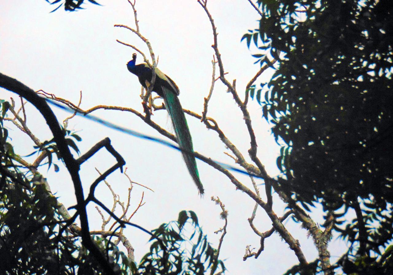 Kodigahawewa Forest Resort Tissamaharama Esterno foto